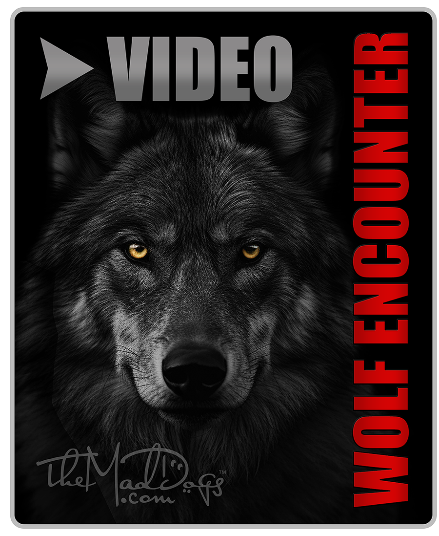 Watch or download free Wolf Encounter video