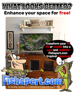Free downloads - Tropical Fish Aquariums from The Mad Dogs!